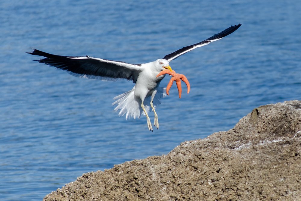 La Muerte de Patricio