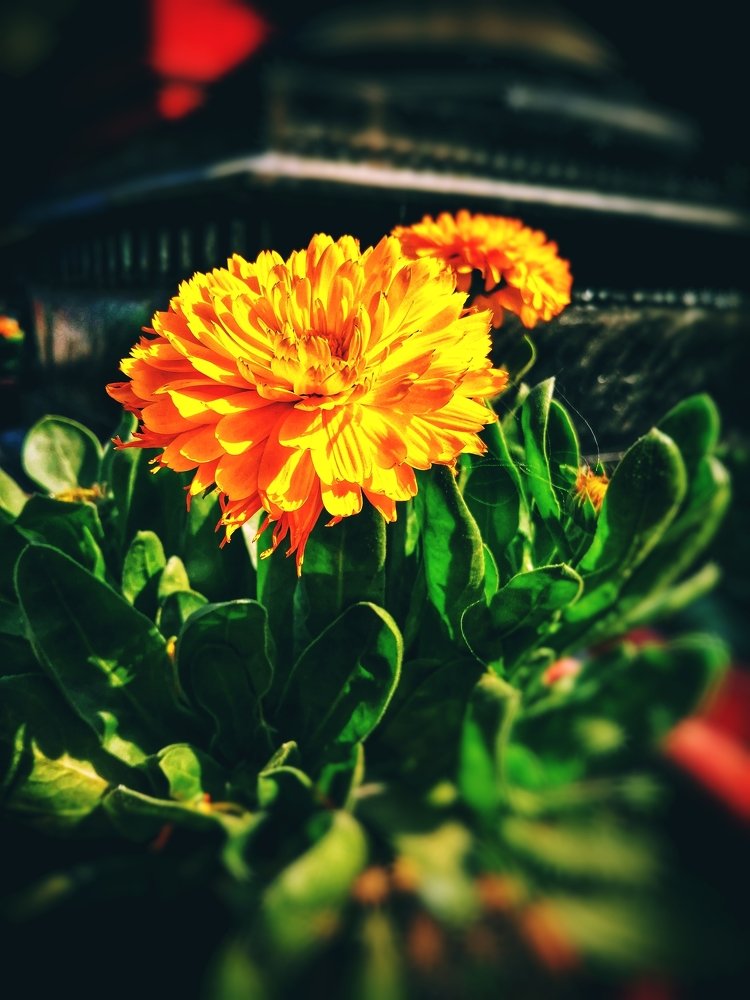 Mobile photography #Flower