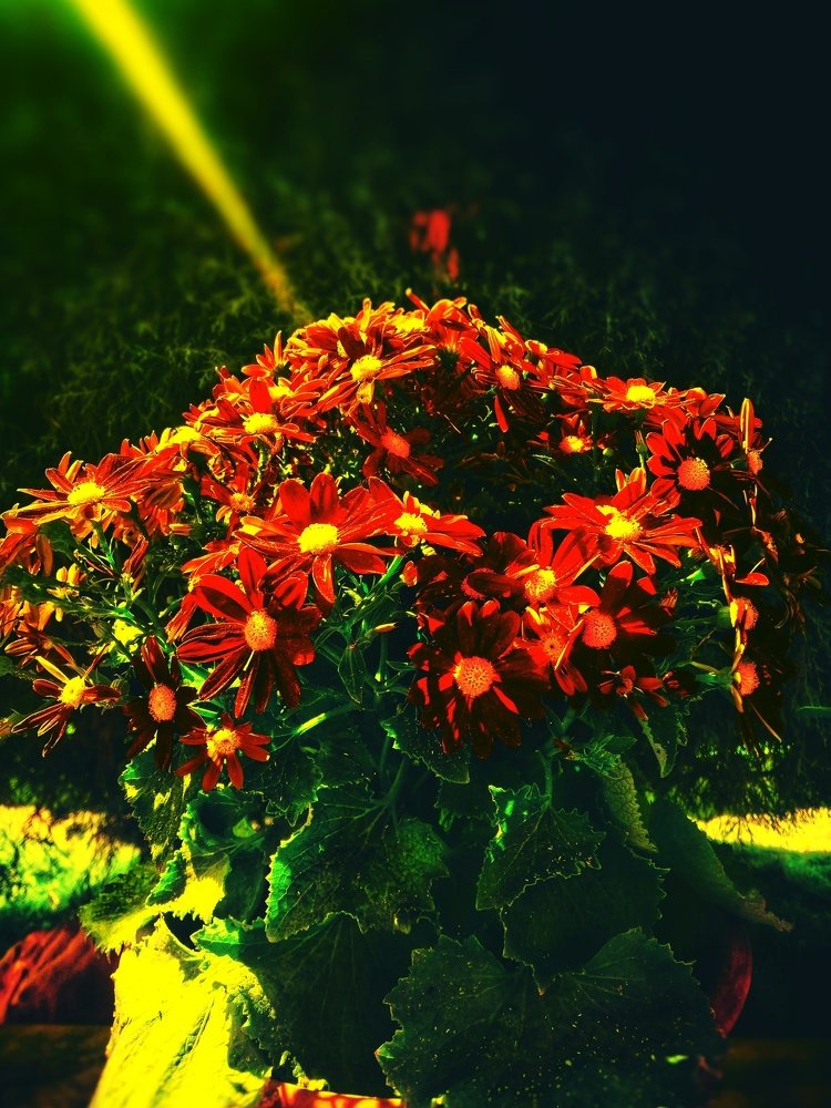 Flower