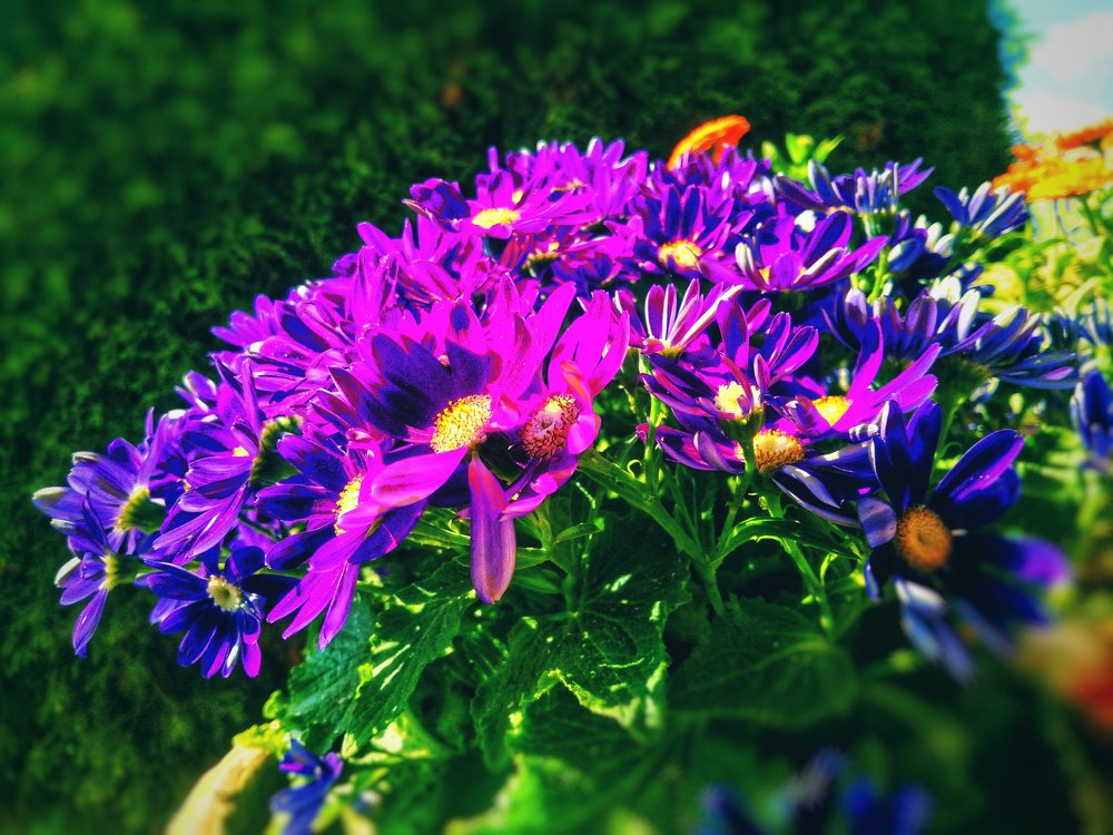 Purple flower