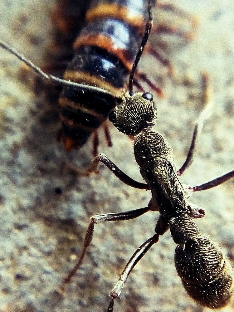 The ant