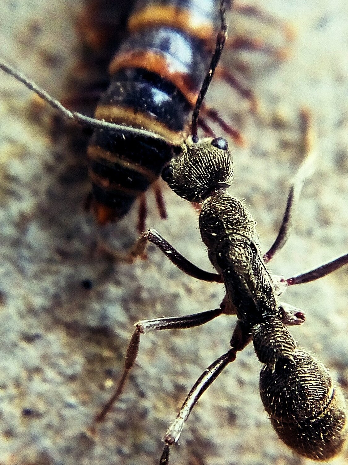 The ant