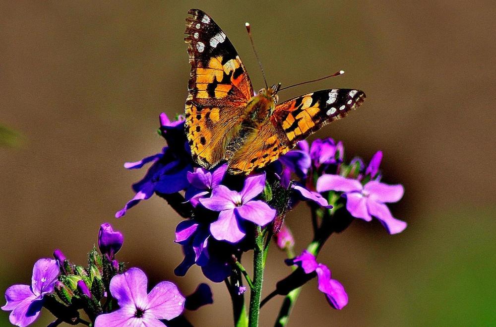 Бабочка репейница.