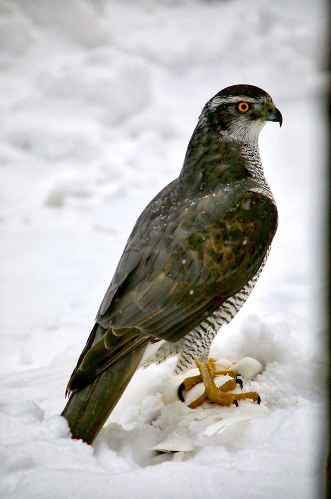 Photograph by Дмитрий Назаров