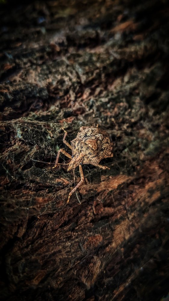 Bug #macrophotography
