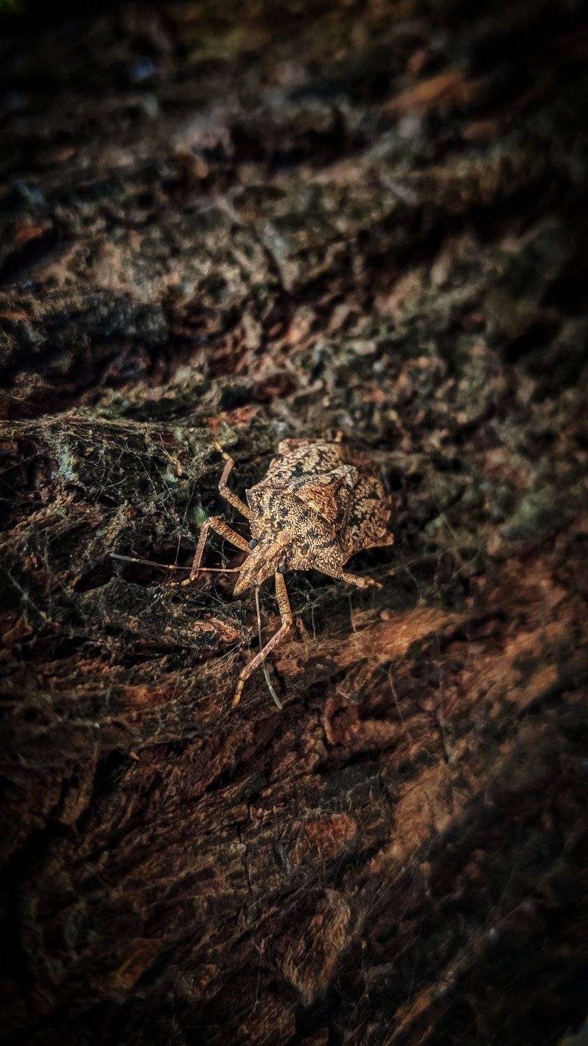 Bug #macrophotography