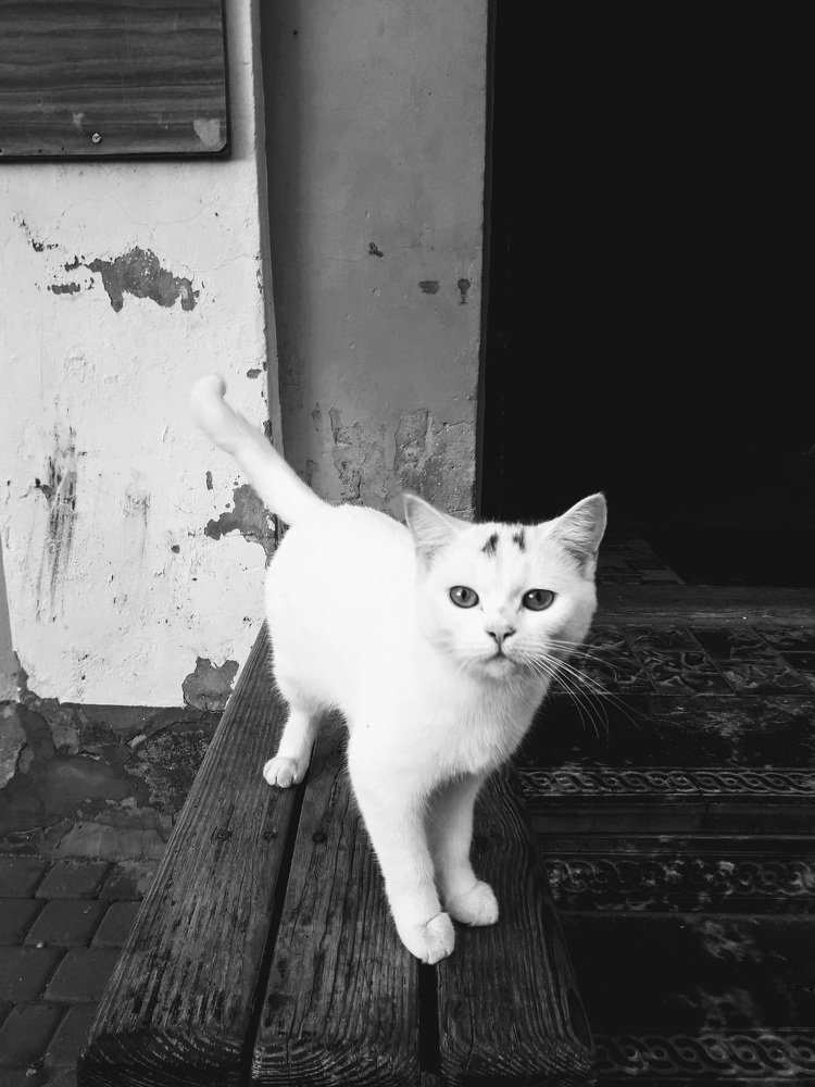 Photograph by Helen Seleznova