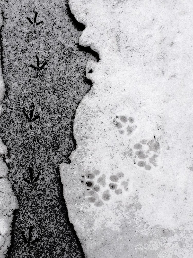 Photograph by Helen Seleznova