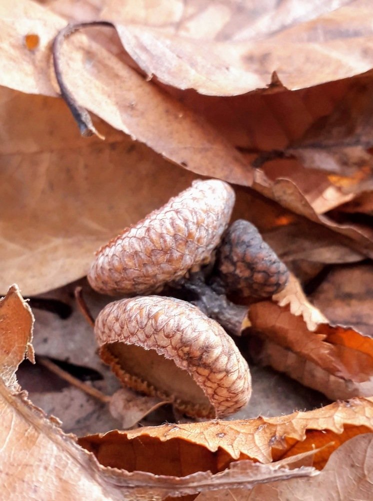 Photograph by Helen Seleznova