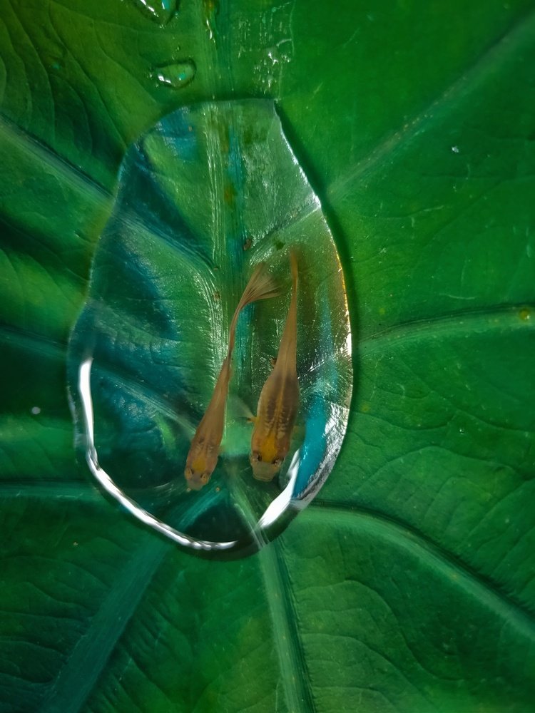 Life in a small world