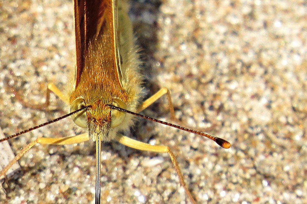 Глаза в глаза