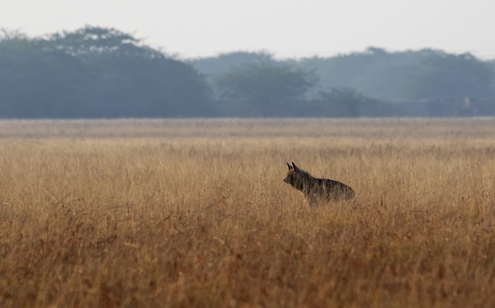 Photograph by Pratik Bhatt