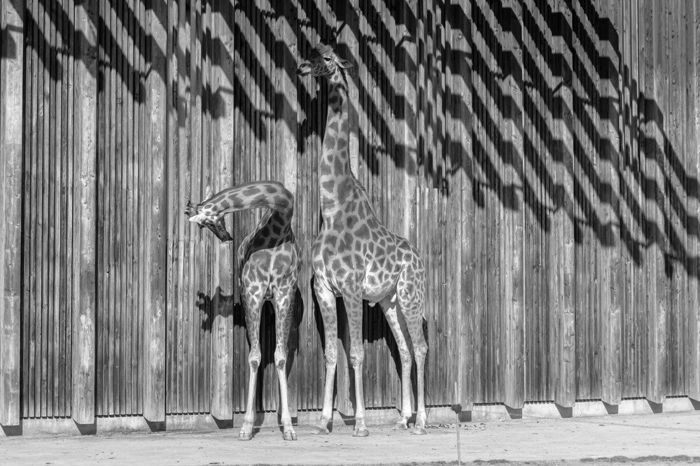 Photograph by Ольга Быкова