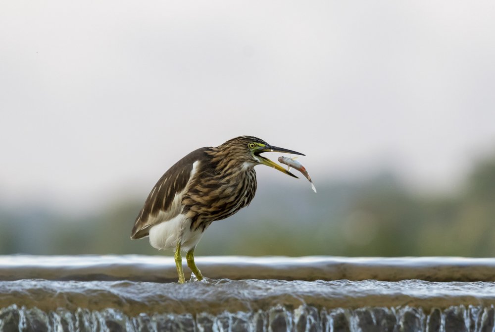 Photograph by Pratik Bhatt