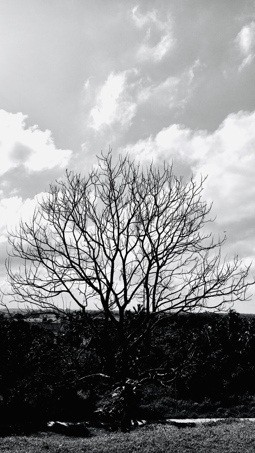 Photo #4457459