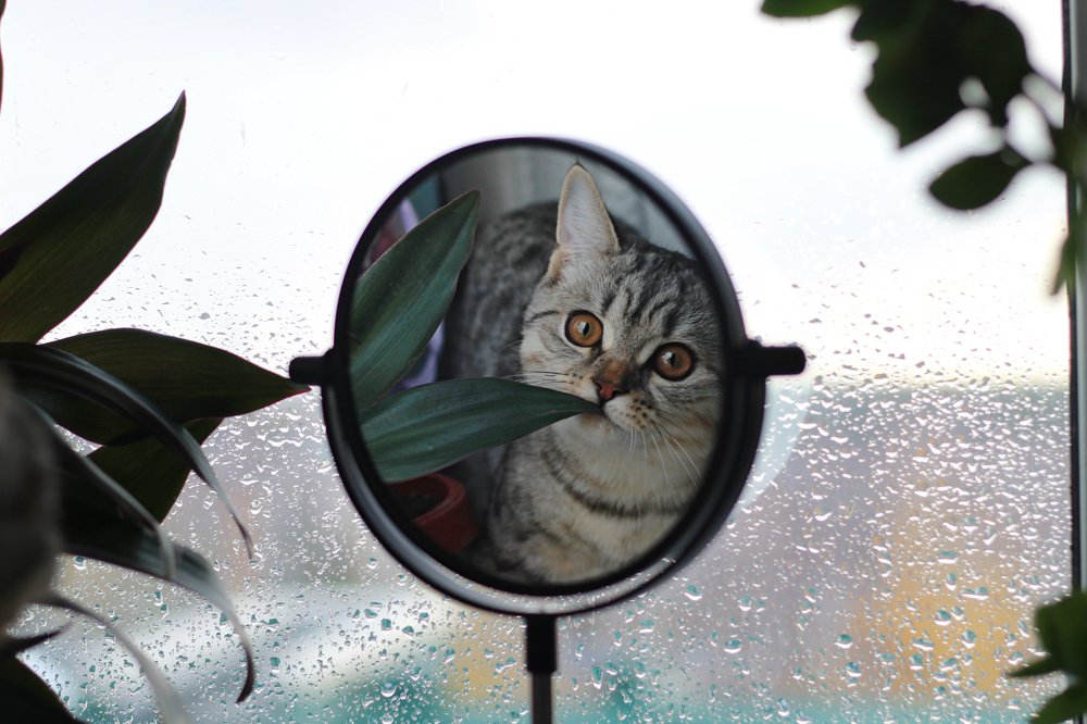 Задумчивое настроение