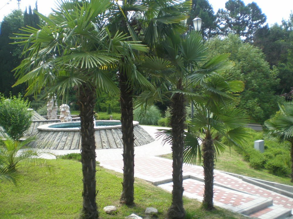 Photo #4457616