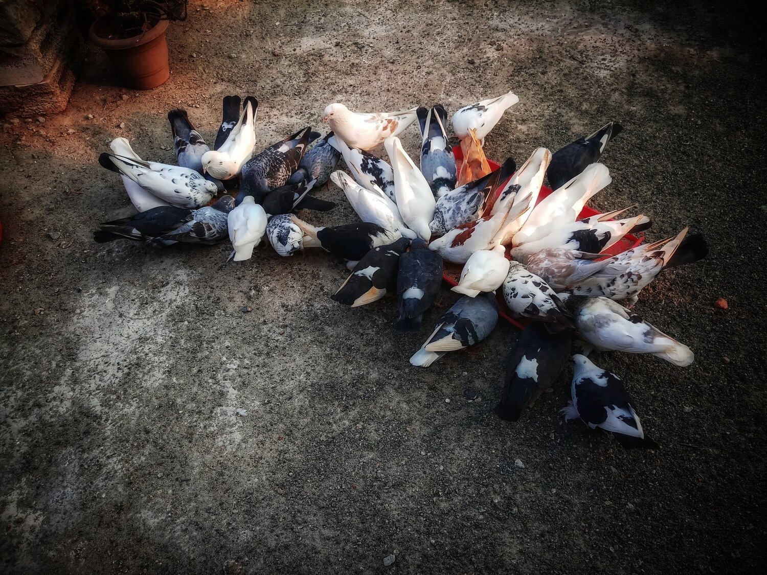 Photo #4457987