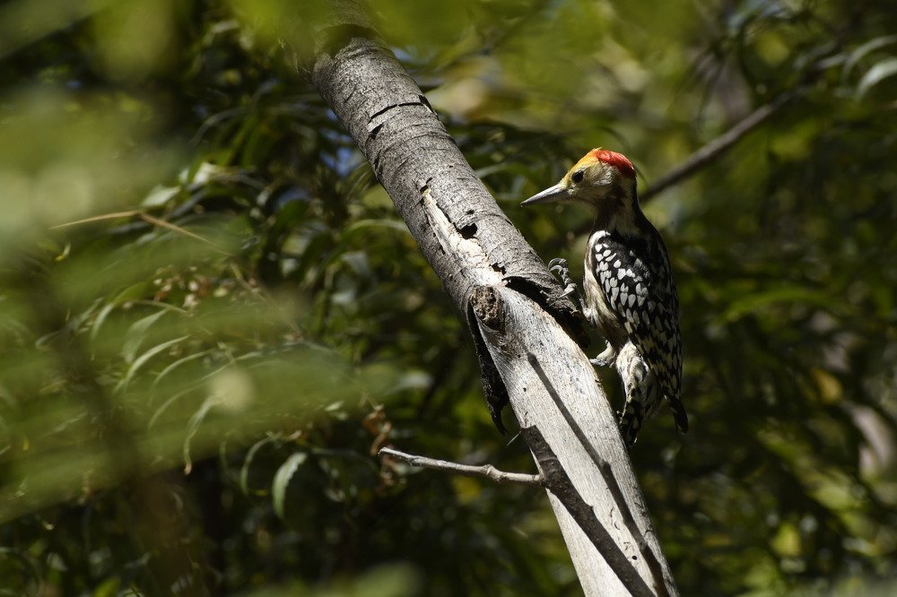 Woodpecker