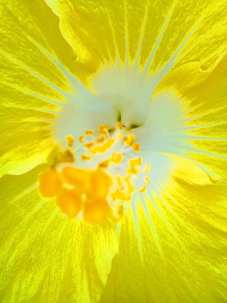 Фотография автора Orlando Silvio Silvera Hernández