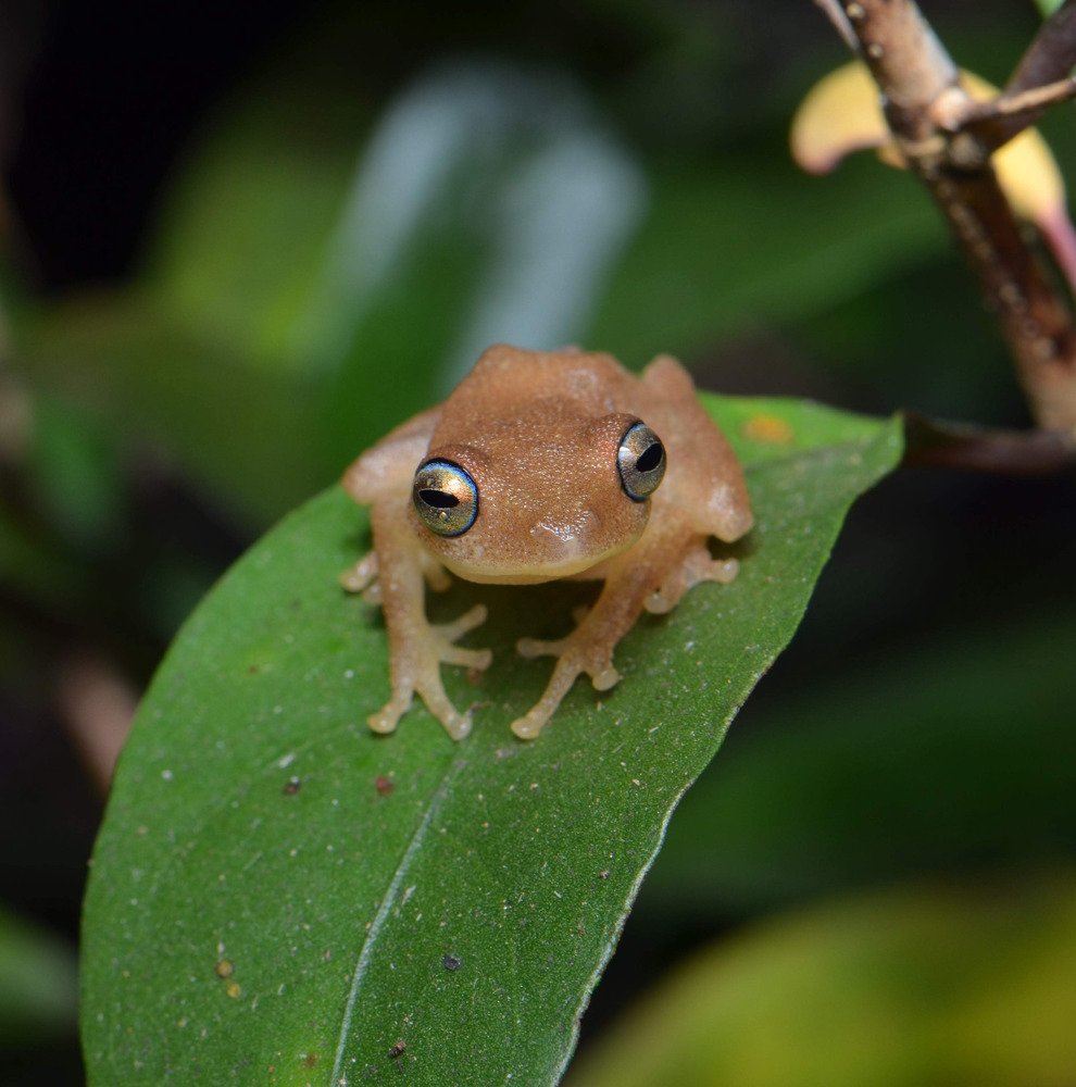 Raorchestes luteolus