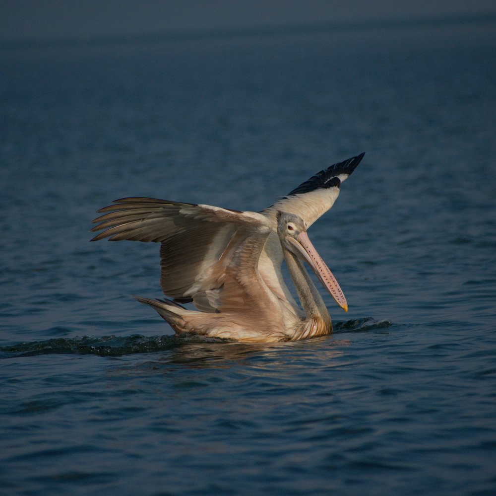 Photograph by Kiran Srinivasa