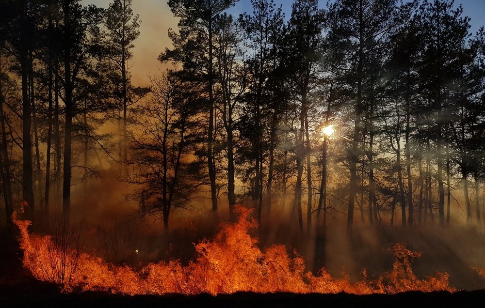 Лес в огне