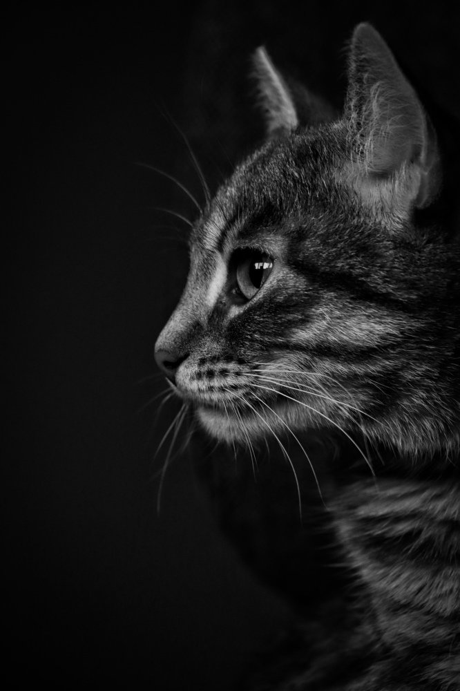 Фотография автора Лада Пасеко