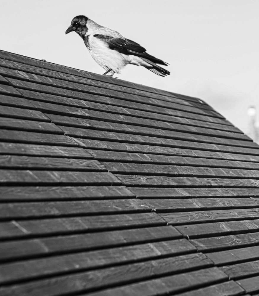 Photograph by Максим Никитин