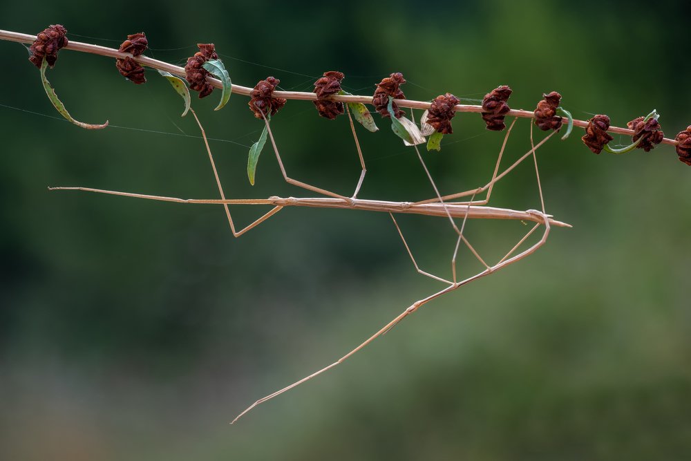 Photograph by Игорь ФУММ