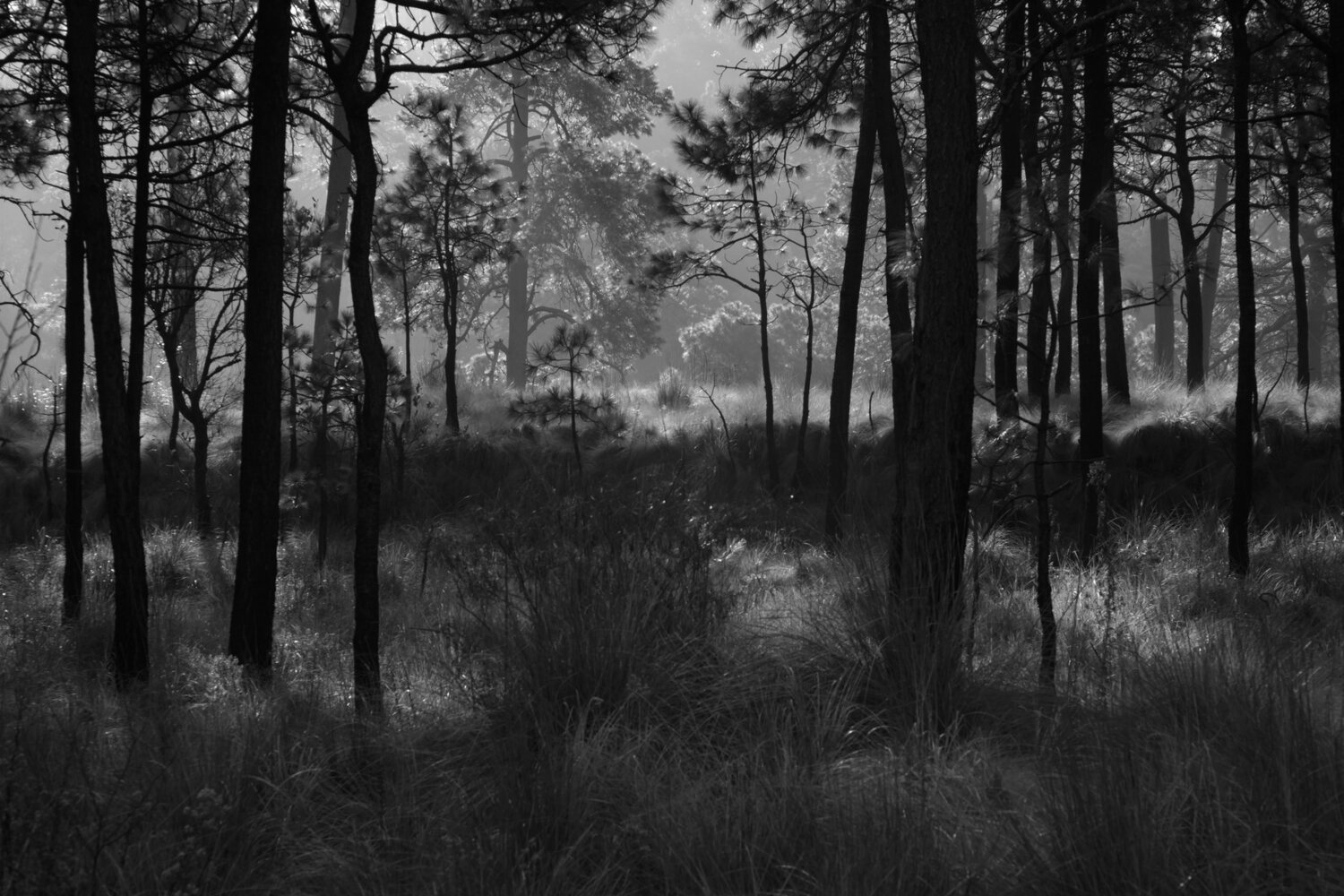 A forest