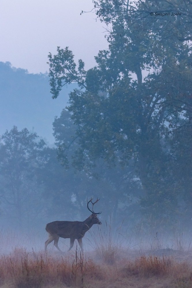 Photograph by Swapnil Joshi