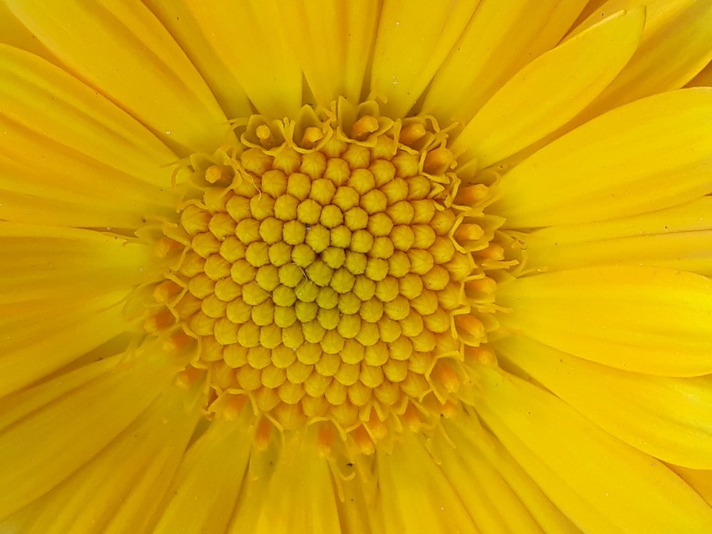 Photograph by Sattanurupa Samadder