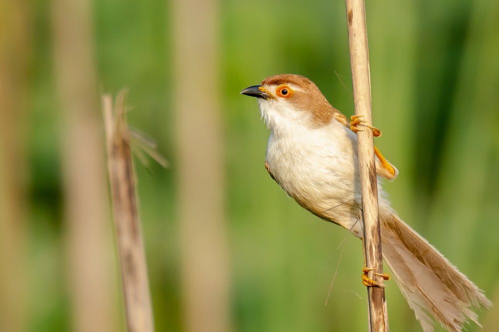 Photograph by Shantanu Mukherjee