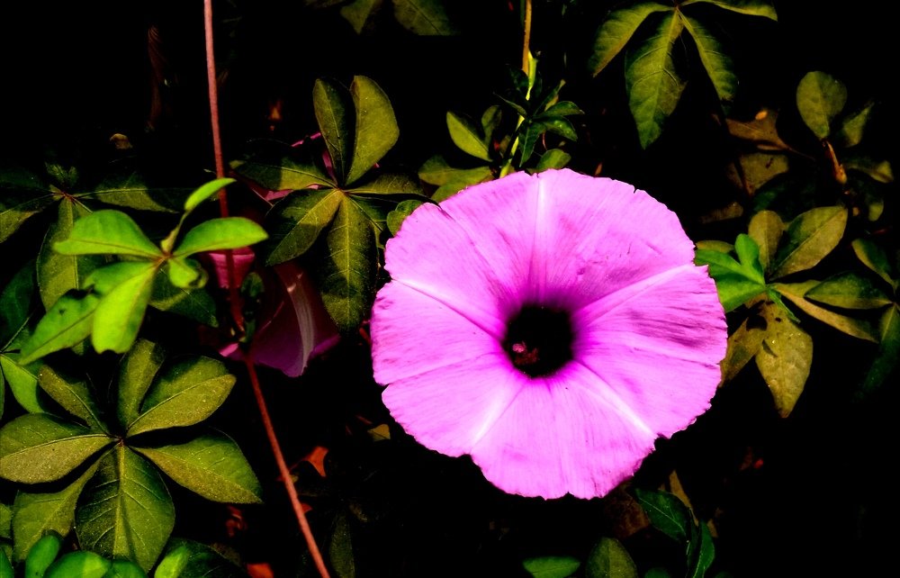 Photograph by Abhishek Chandan