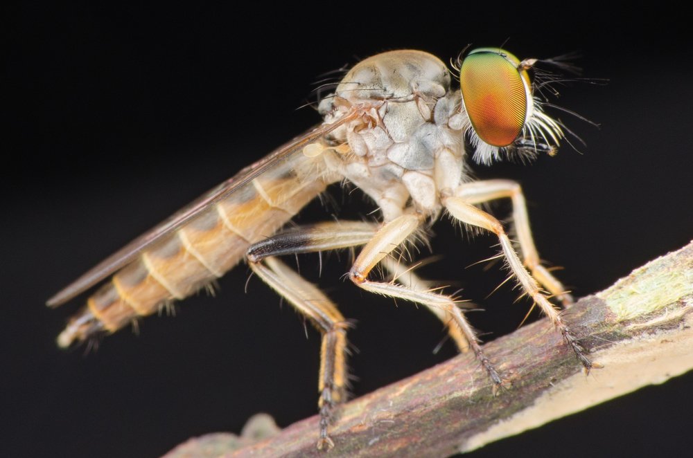 Photograph by Mohd Faridz Bin Azhar