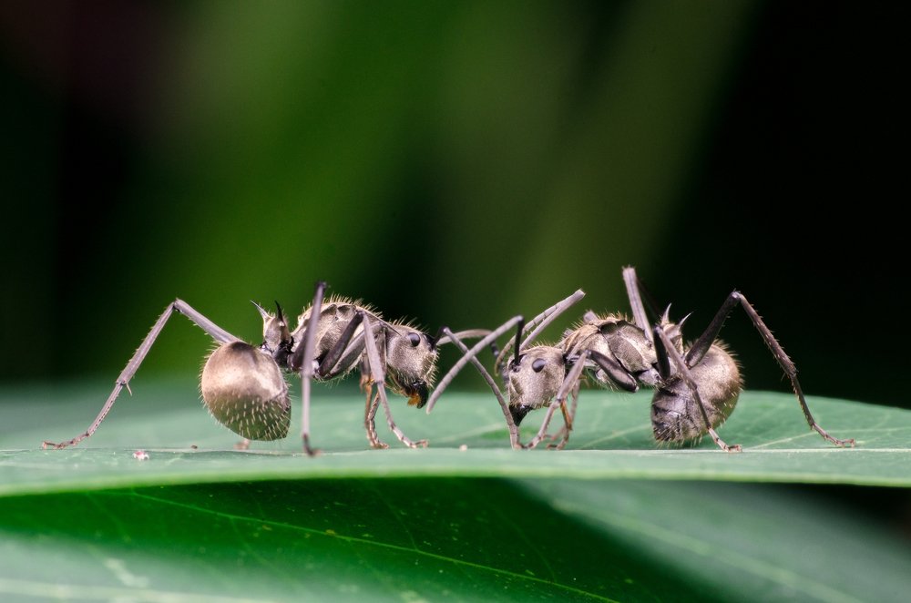 Photograph by Mohd Faridz Bin Azhar