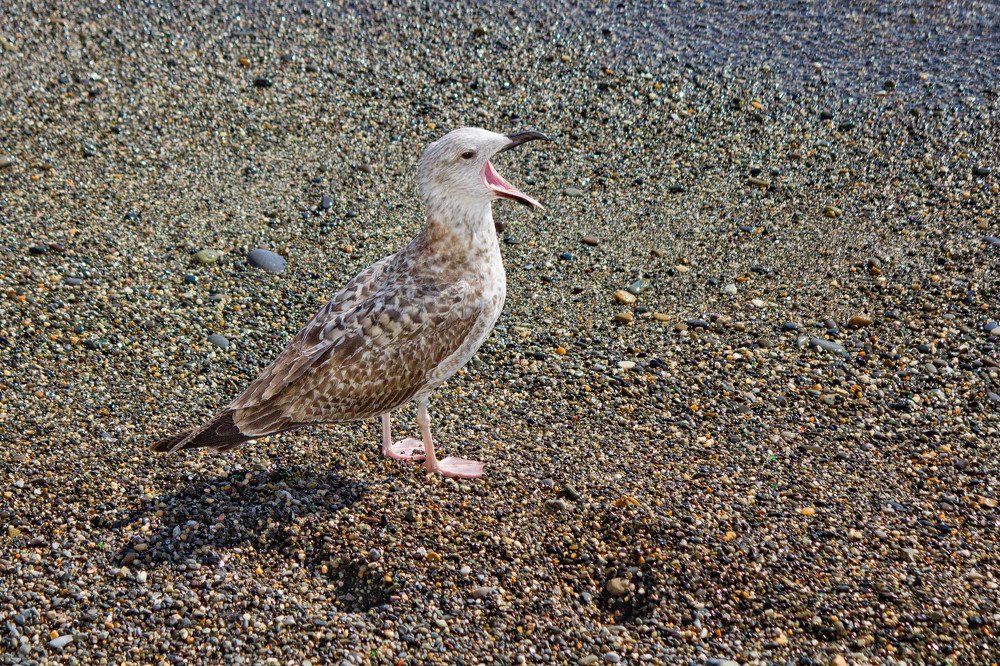 Крик чайки!