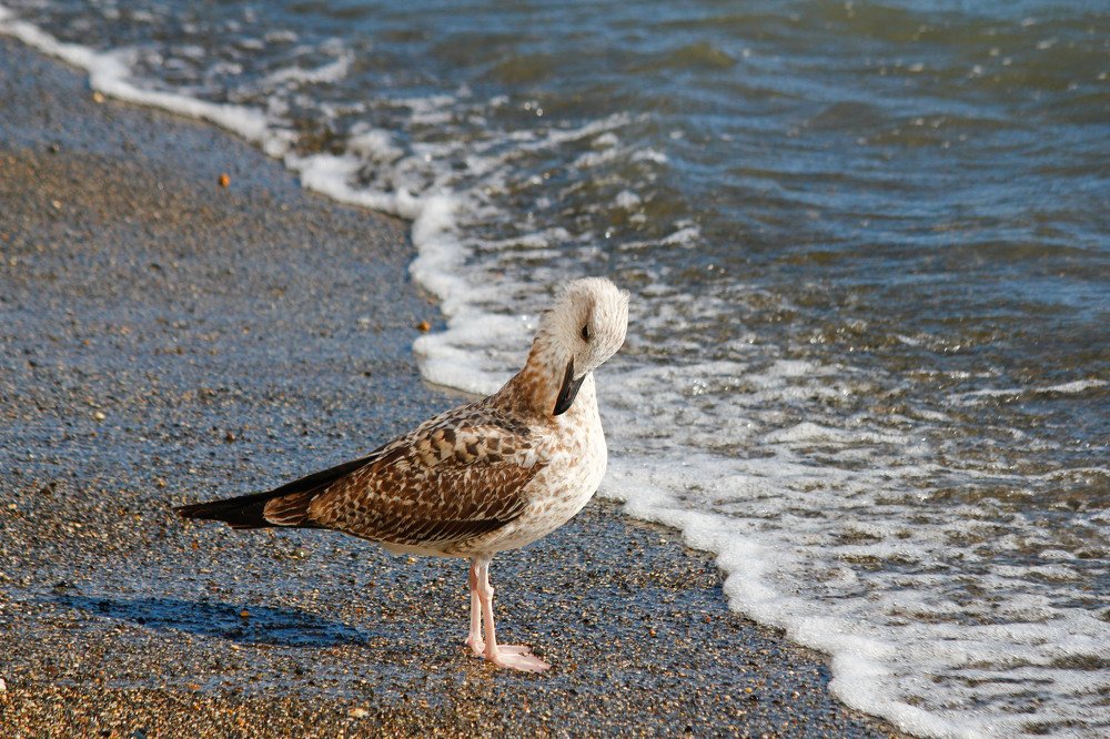 У Черного моря!