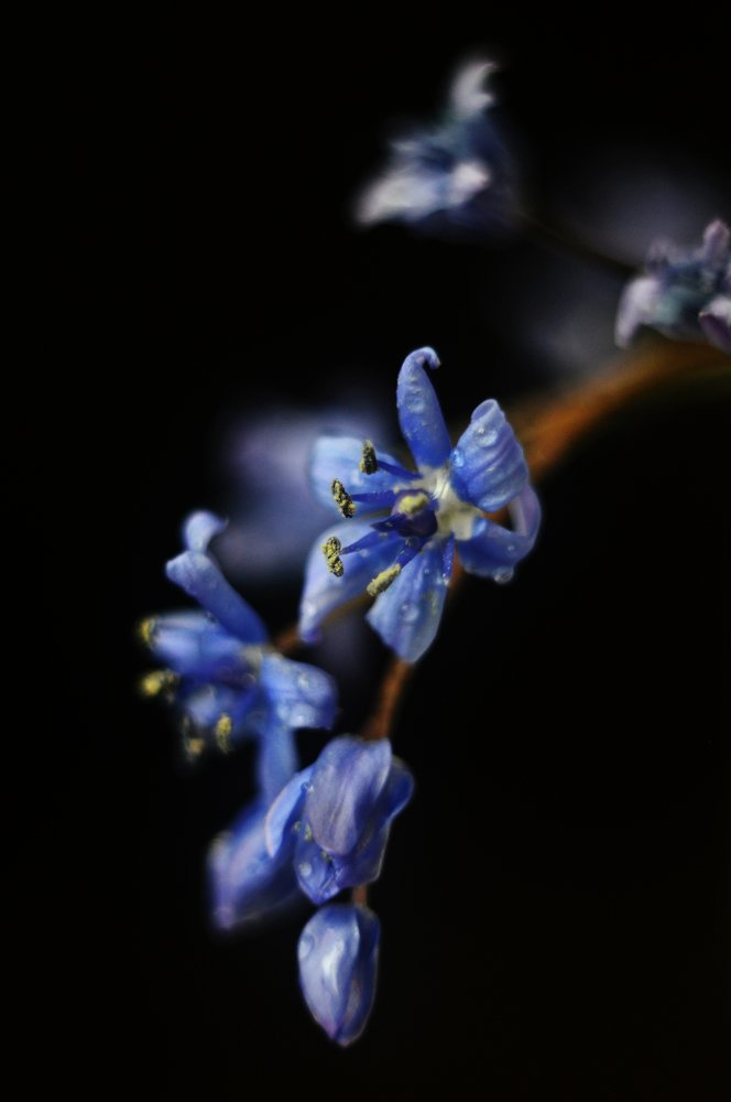 Лесные цветы