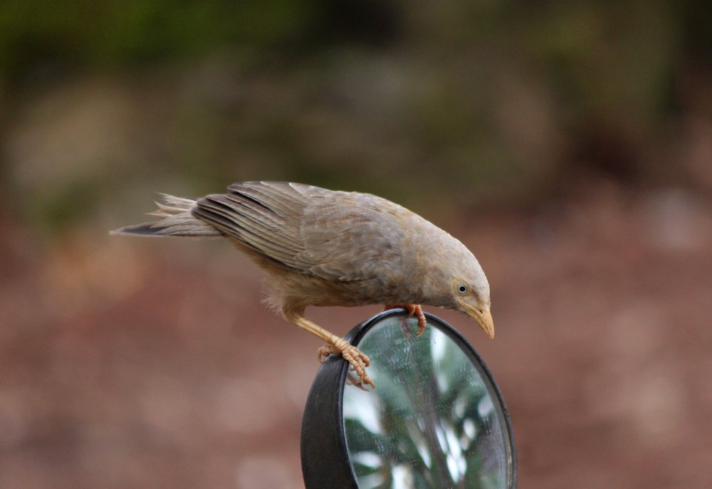 Is it beautiful to see me?