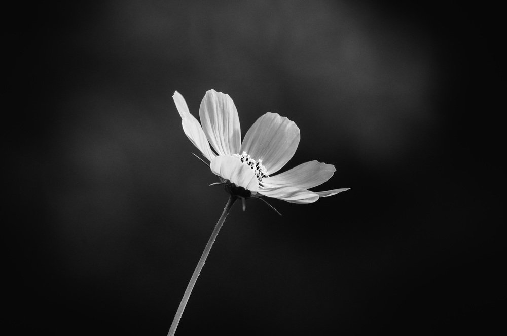 Photograph by Владислав Грибов