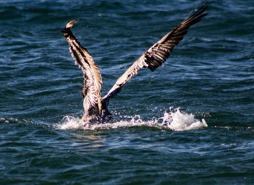 Alzando vuelo.
