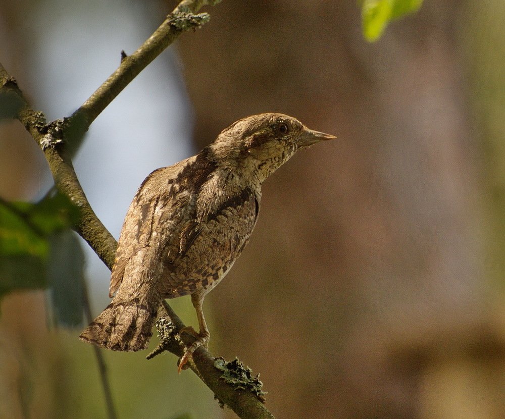 Photograph by Григорий Пронев