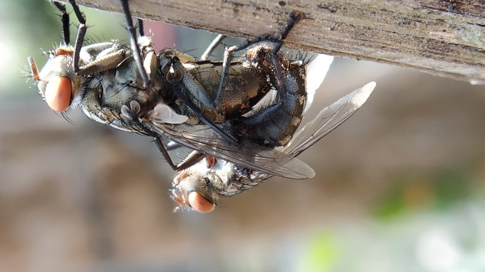 Mating