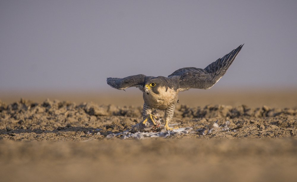 Photograph by Kaushik Ghelani