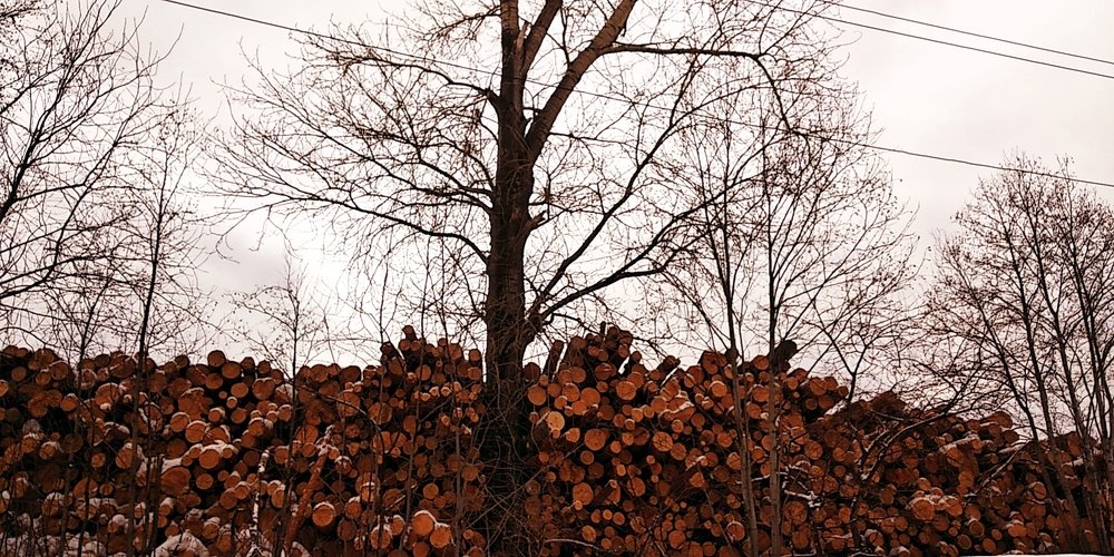 Живые и мертвые