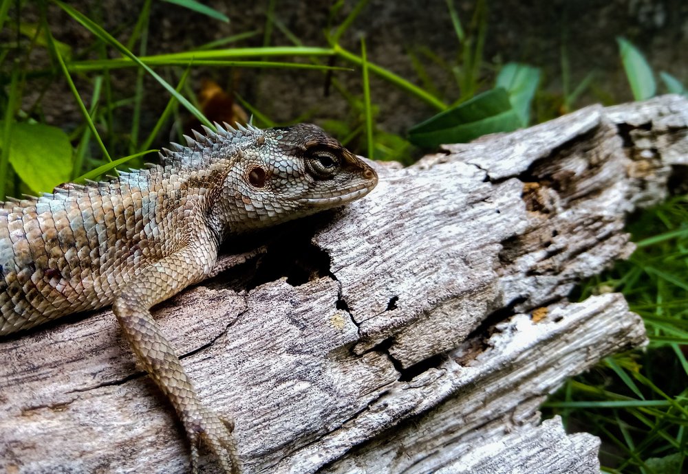 Photograph by Nipun Hennayaka