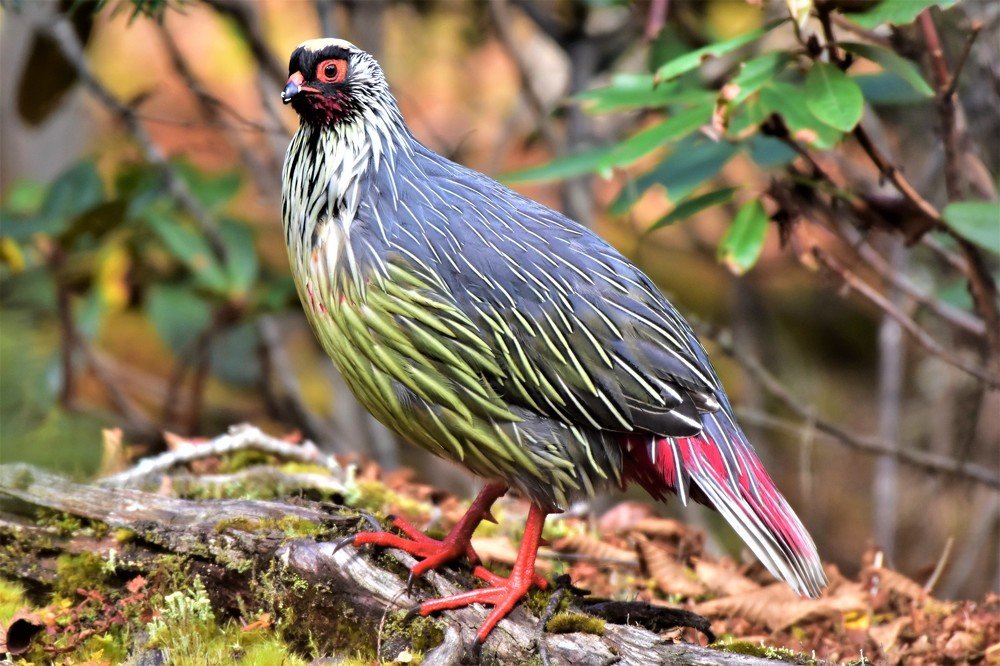 Blood Pheasant