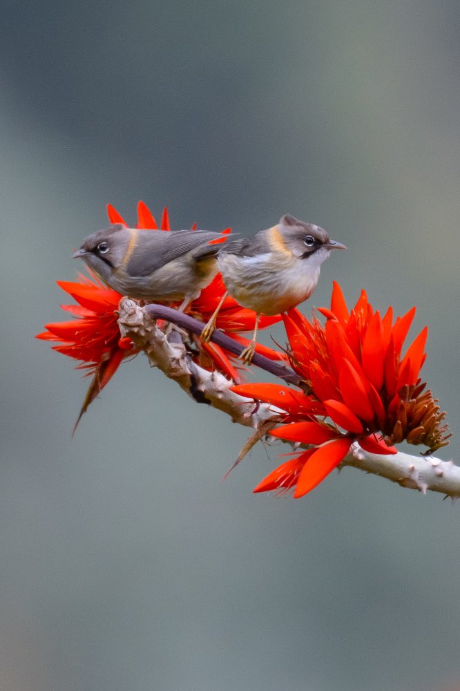 Photograph by MD KABIUL AKHTER ALI